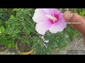 hibiscus plant care tips how to grow hibiscus from cutting blue hibiscus hibiscus variety