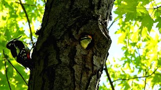 Syrian Woodpecker Calling and Feeding, Munich, Germany  نقار الخشب السوري: نداء الفرخ وإطعامه