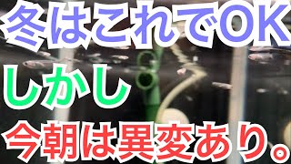 冬の高級メダカ室内育成餌やり日記