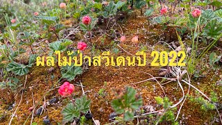 สำรวจผลไม้ป่าสวีเดน รุ่นแรก (Hjortron) ปี 2022 EP.1