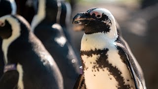 Who's Waddling With Whom? A Peek Into CMZoo Penguin Pairings