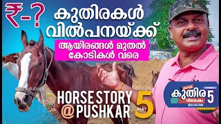 Pushkar Mela Rajasthanകുതിരകൾ വില്പനയ്ക്ക്  PUSHKAR MELA 2019 @ RAJASTHAN HORSE PRICE RATES