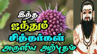 இந்த ஐந்தும் சித்தர்கள் அற்புதம்|சித்து அம்பலம்|#சித்த வைத்தியம்#மூலிகை#பட்டினத்தார்#சித்தர்கள்