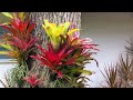 COMO PLANTAR BROMELIA EM TRONCO E TER RESULTADOS INCRÍVEIS!!!