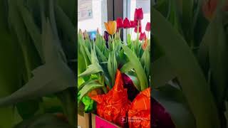 Embrace the beauty of nature | Beautiful flowers | tulips | roses