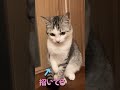 リアル招き猫