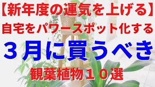 【新年度の運気アップ】自宅をパワースポットにするおすすめ観葉植物 完全ガイド♪｜観葉植物インテリア風水｜４月からの新生活は、観葉植物で金運、仕事運、健康運がアップ！