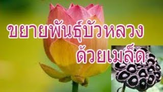 การเพาะเมล็ดพันธ์ุบัวหลวง Growing lotus from seed.