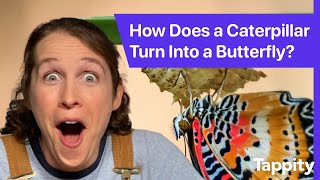 How Does a Caterpillar Turn Into a Butterfly? | Butterflies for Kids | Ask Tappity Science Questions