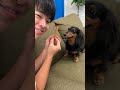 犬にマジックは通用するのか？【検証】#shorts