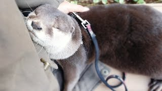 アティと仲良く触れ合う方法とは [Otter life Day 194]