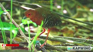 Red-legged Crake (Rallina fasciata) 23–25 cm