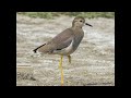 lapwings plovers