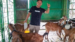 Anglo-nubian Vs Native local breed saan kaya ang mas kikita ka?kambing tips@GhaAgriTv