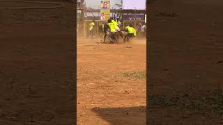 #jallikattu #vadamanjuvirattu #sivagangai