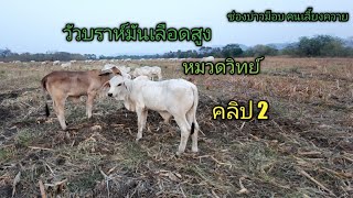 Ep.497 วัวบราห์มันเลือดสูง หมวดวิทย์ 092-4248288 คลิป 2