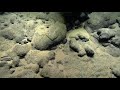 First Look At the Luʻuaeahikiikekualonokai Expedition | Nautilus Live