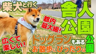 【聞くブログ】柴犬と行く舎人公園／舎人公園はドッグランもあるお散歩にぴったりな公園です！