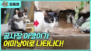 [4K] 공사장 아깽이가 어미냥이로 나타나다 A construction site kitten turns up as a mother