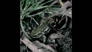 frog hunter vs epomis beetle