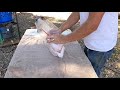 using heat shrink bags to package chickens