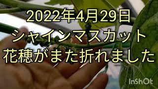 2022年4月29日シャインマスカットの花穂がまた折れました