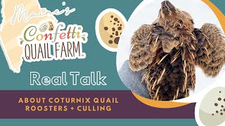 Real Talk About Coturnix Quail Roosters and Culling with Maine's Confetti Quail Farm