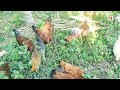 सबसे जल्दी वजन बढ़ने वाले 5 देसी मुर्गि top 5 faster growing chicken breeds