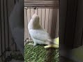 decino and albino lovebirds