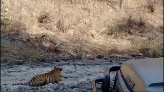 Tiger v/s Leopard in Ranthambore