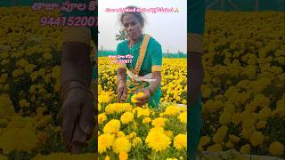 మాలాంటి రైతులకి కూడ ఒక లైక్ చేయండి #trending#farming #flowers #viralvideo #nature #beautiful #wow