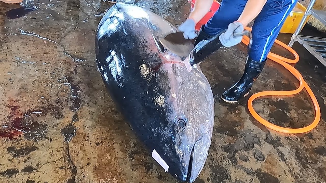 300kg Giant Bluefin Tuna Cutting Tuna Cutting Skills Youtube