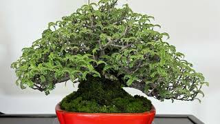 32nd Shuga ten Shohin Bonsai Show Tokyo 🇯🇵