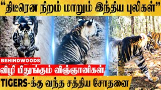 திடீரென கருப்பு நிறமாகும் புலிகள்..! காரணம் என்ன? விழி பிதுங்கும் விஞ்ஞானிகள்