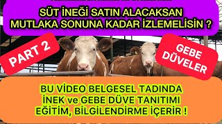 GEBE DÜVELER - FLECKVİEH SİMENTAL  #fleckvieh #simental #gebedüve #sütineği #büyükbaş #hayvancılık