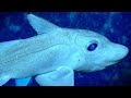 30 Strange Sea Creatures Found by ROVs in the Deep Atlantic & near Puerto Rico | MEGA Countdown