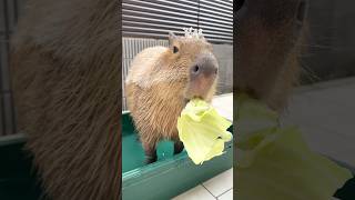 とんかつにはキャベツ🥬 #カピバラ #capybara #カピヴィレッジ #capyvillage #shorts