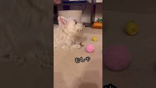 自分で歯磨きできるもん#shorts #westhighlandwhiteterrier #westie #ウエスティ