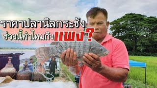 ทำไหมปลานิลกระชังถึงราคาสูง? ข่าวสารสำหรับปลานิล #ปลานิล #งานอาชีพ