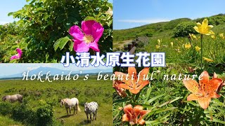 北海道の大自然の景色【小清水原生花園】でいまの季節を楽しみました♡