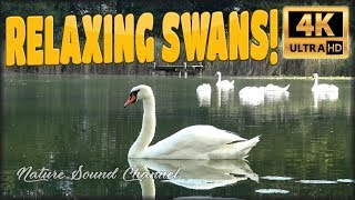 ★ 1 HOUR ★ ☯ NATURE SWANS ☯ 4K relaxing swans ambience