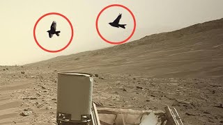 NASA Mars Rover Sends Most Shocking Footage of Mars Sol 1188! Perseverance and Curiosity' Mars In 4K