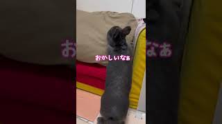 うさぎさんのソファを取り上げたら...