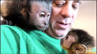 Baby Monkey Meets Capuchin Monkey \u0026 Pet Human!