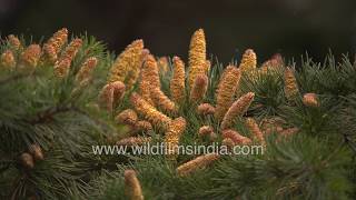 Himalayan cedar in full bloom with Deodar flowers