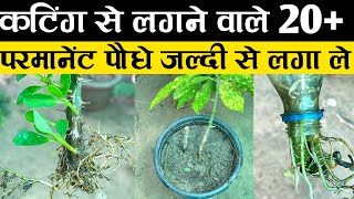 कटिंग से लगने वाले 20+ परमानेंट पौधे जल्दी से लगा ले | How To Grow Plants From Cutting | Cutting