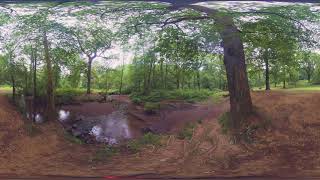 Forest bathing | Sit under a tree by the riverbank (360 video)