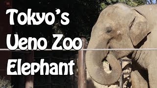 上野動物園 草を上手に食べるゾウさん 2018.1.12 Tokyo's Ueno Zoo Elephant