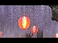 藤のライトアップ（light up of wisteria）！！2016中山大藤まつり！！福岡県柳川市！！