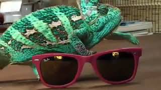 Ray - Ban !! Super Chameleon